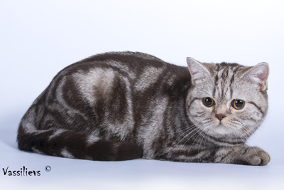 Ch. Almas-Best Zarina Queen of My Heart