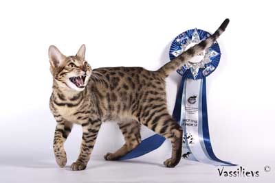 Monika Russicats Flash