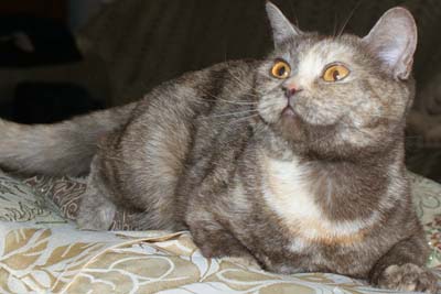 Felicity Daria by Lesta