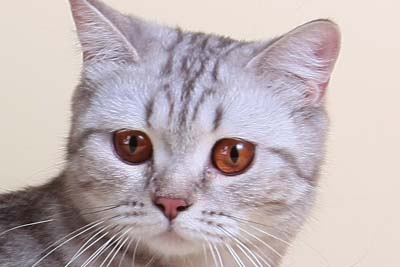 Ch. Charlotte by Lesta