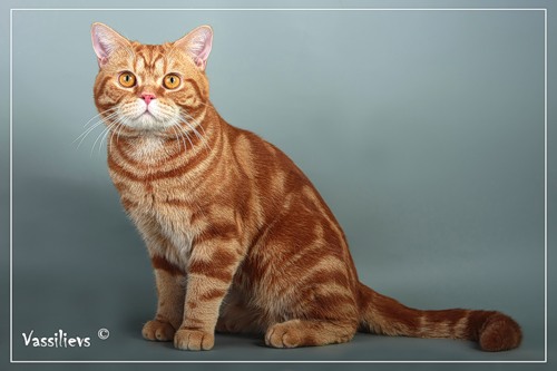 Int.Ch.Favorite Antonio