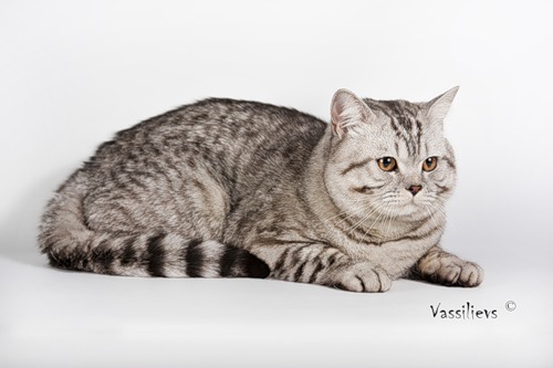 WCH Dariy Benjamin by Lesta