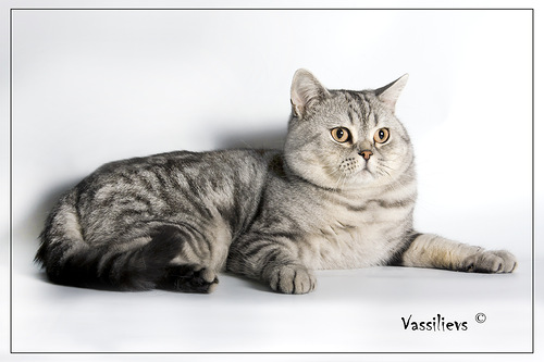 Ch. Leonardo Sweet Crystal Toy